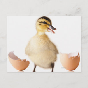 Freshly hatched chick beside broken egg shell postcard