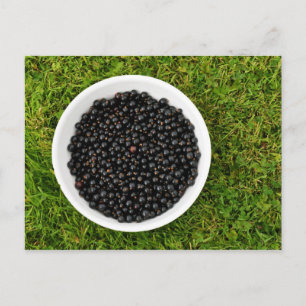 Freshly Picked Blackcurrants Postcard