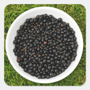 Freshly Picked Blackcurrants Square Sticker