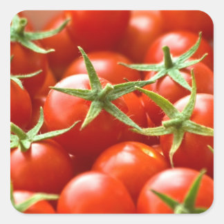 Freshly Picked Cherry Tomatoes Square Sticker