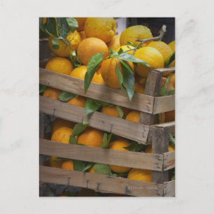freshly picked oranges postcard