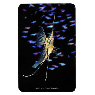 Freshwater Angelfish + Cardinal Tetras Magnet