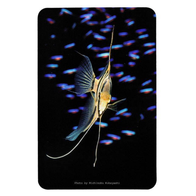 Freshwater Angelfish + Cardinal Tetras Magnet (Vertical)