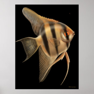 Freshwater Angelfish Poster