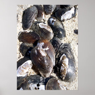 Freshwater Clam Shells Poster