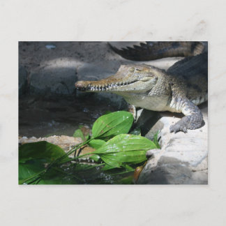 Freshwater Crocodile Postcard