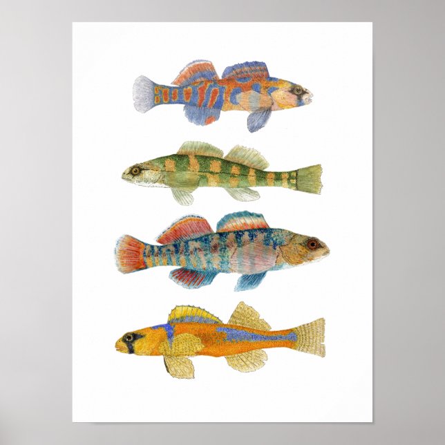 Freshwater Darter Art Poster (Front)