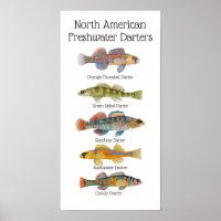 Freshwater Darters Art Poster
