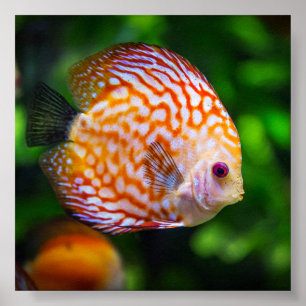 Freshwater discus fish poster