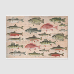 Freshwater Fish of North America Decoupage  Tissue Paper