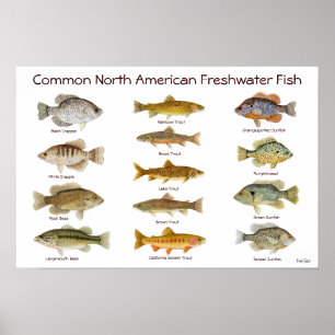 Freshwater Fish Poster