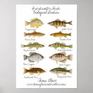 Freshwater Fish Poster