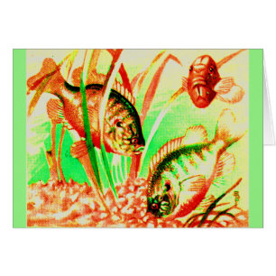 freshwater sunfish
