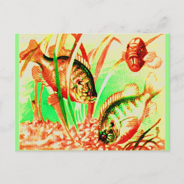 freshwater sunfish print postcard (Front)
