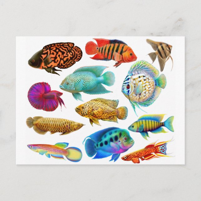 Freshwater Tropical Fish 2011 Pocket Calendar Postcard (Front)