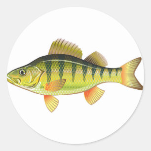 Freshwater Yellow Perch Vector Art graphic design Classic Round Sticker