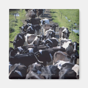 Fresian Dairy Cows, Awaiting Milking, Co Laois, Magnet