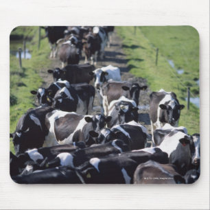 Fresian Dairy Cows, Awaiting Milking, Co Laois, Mouse Mat