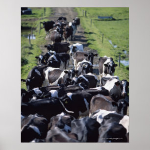 Fresian Dairy Cows, Awaiting Milking, Co Laois, Poster