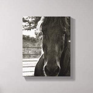 Fresian Horse Photo Canvas Print