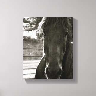 Fresian Horse Photo Canvas Print