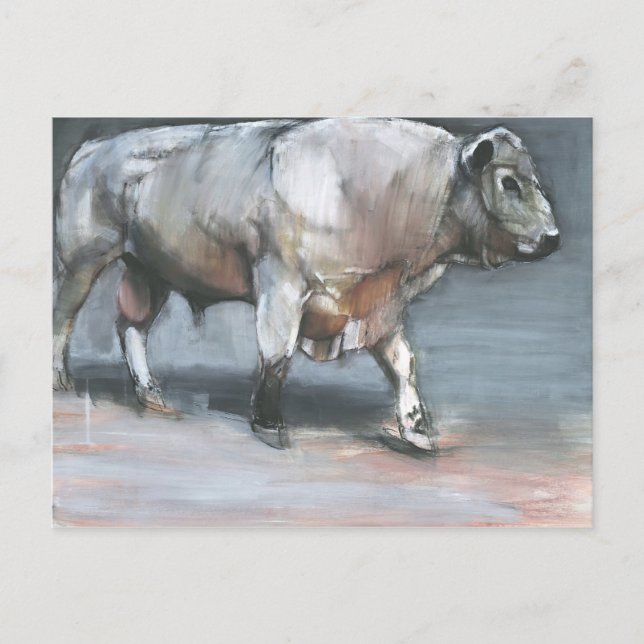 Fresno Galloway Bull Postcard (Front)