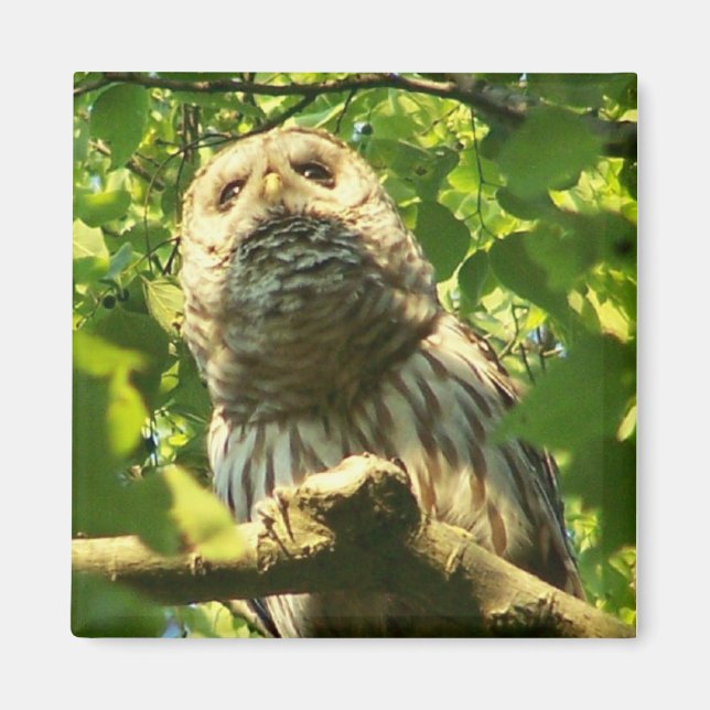 Fridge Hoot Magnet (Front)