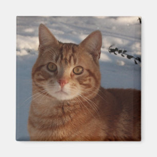 Fridge Kitty Magnet