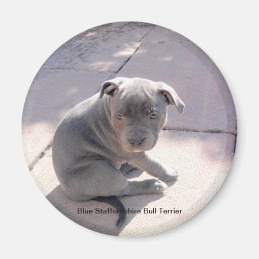 Image of Fridge magnet of Blue Staffordshire Bull Terrier