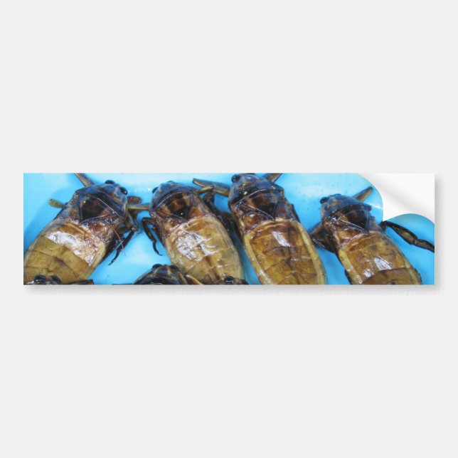Fried Giant Water Bug (Maeng Daa) ... Asian Food Bumper Sticker (Front)