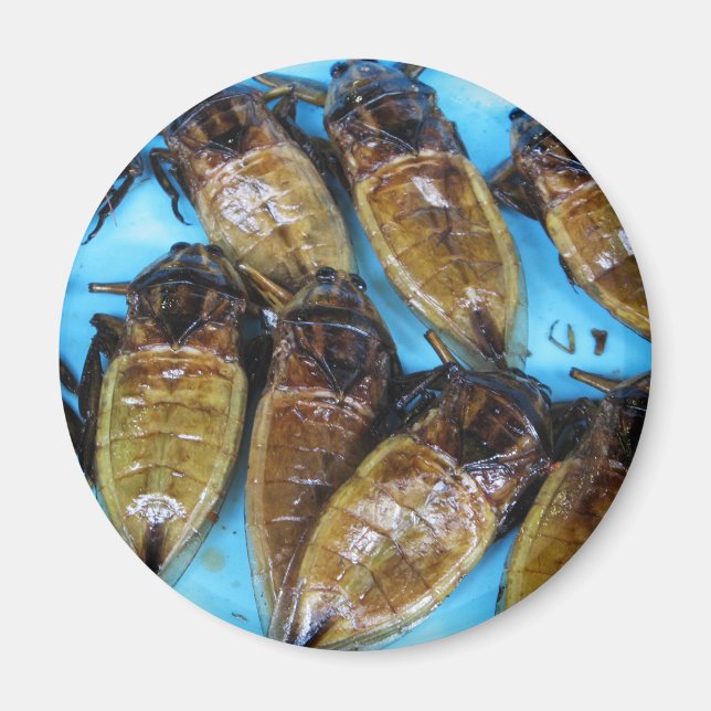 Fried Giant Water Bug (Maeng Daa) ... Asian Food Magnet (Front)