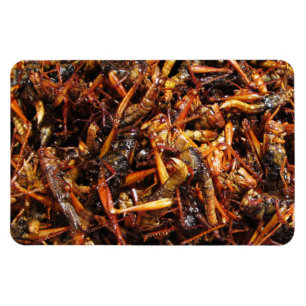 Fried Grasshopper (Takkataen Thot) Asian Food Magnet
