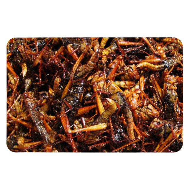 Fried Grasshopper (Takkataen Thot) Asian Food Magnet (Horizontal)