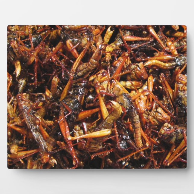 Fried Grasshopper (Takkataen Thot) Asian Food Plaque (Front)