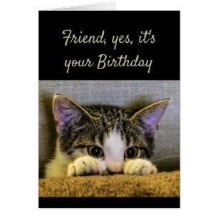 Friend can't Hide It's your Birthday Cute Kitten