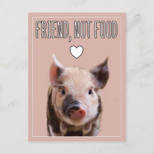 "Friend, not food" pink with cute piglet vegan Postcard