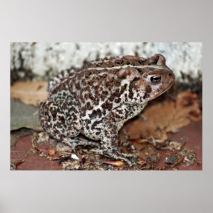 Friend or Frog Poster