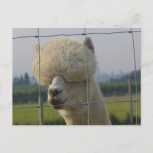 Friendly alpaca postcard