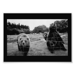 Friendly Bears Photo Print