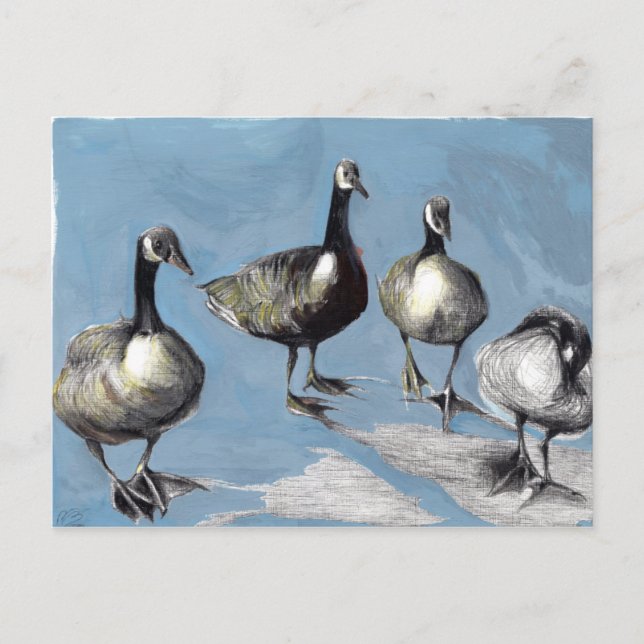 Friendly Canada Geese 2012 Postcard (Front)