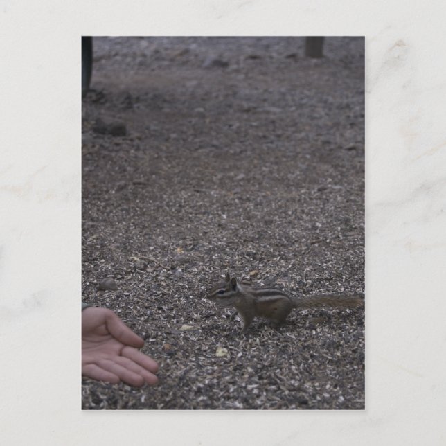 friendly chipmunk postcard (Front)