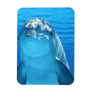 Friendly Dolphin Photo Magnet
