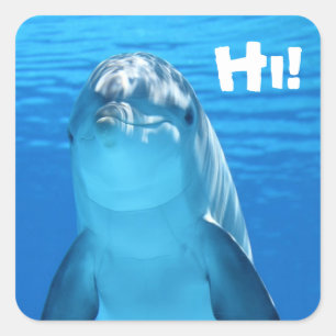 Friendly Dolphin Stickers