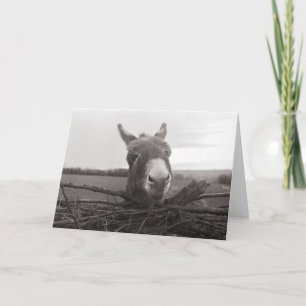Friendly Donkey - Vintage Photo Card
