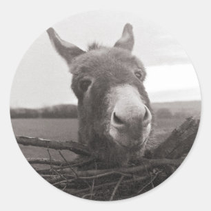 Friendly Donkey - Vintage Photo Classic Round Sticker