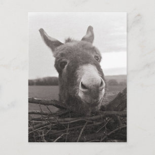 Friendly Donkey - Vintage Photo Postcard