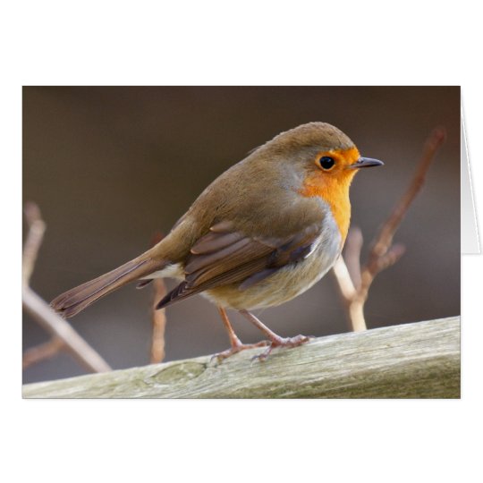 Friendly European Robin Card
