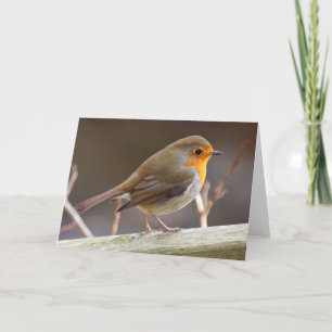 Friendly European Robin Holiday Card