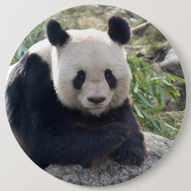 Friendly Giant Panda 6 Cm Round Badge (Front)