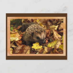 Friendly Hedgehog Postcard